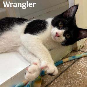 Wrangler, Baby Male unknown