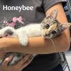 Honeybee photo 1