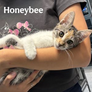 Honeybee, Baby Female unknown