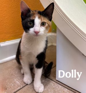 Dolly, Baby Female unknown
