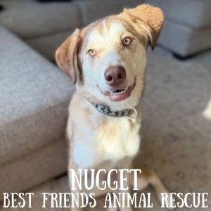 Nugget