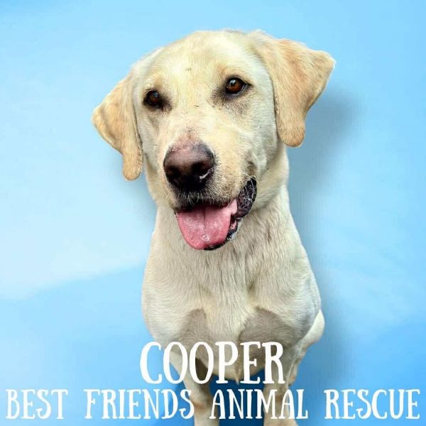 Cooper