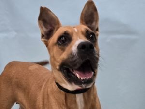 Maddie, Adult Female unknown