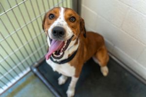 Odie, Adult Male unknown