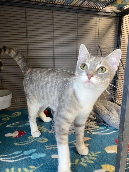 Pepper, an adoptable Domestic Short Hair in Fergus Falls, MN, 56537 | Photo Image 1