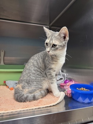 Pepper, an adoptable Domestic Short Hair in Fergus Falls, MN, 56537 | Photo Image 2