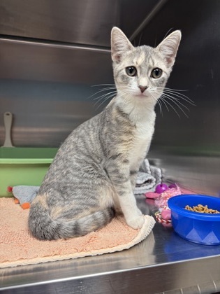 Pepper, an adoptable Domestic Short Hair in Fergus Falls, MN, 56537 | Photo Image 3