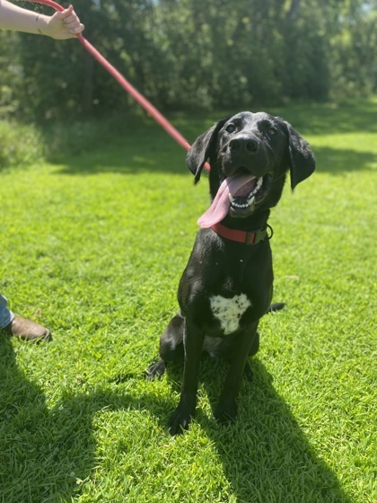 Dee, an adoptable Labrador Retriever, Mixed Breed in Fergus Falls, MN, 56537 | Photo Image 1