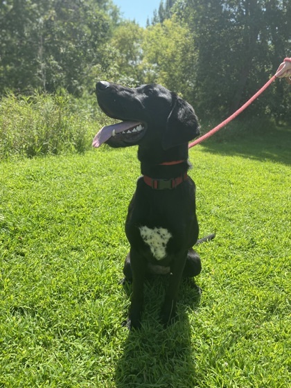 Dee, an adoptable Labrador Retriever, Mixed Breed in Fergus Falls, MN, 56537 | Photo Image 2