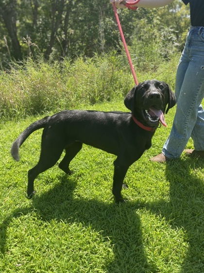 Dee, an adoptable Labrador Retriever, Mixed Breed in Fergus Falls, MN, 56537 | Photo Image 3
