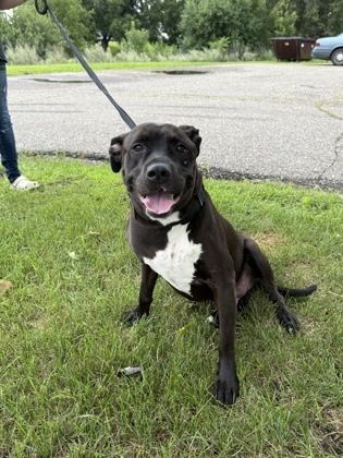 Coffee, an adoptable Pit Bull Terrier, Mixed Breed in Fergus Falls, MN, 56537 | Photo Image 1