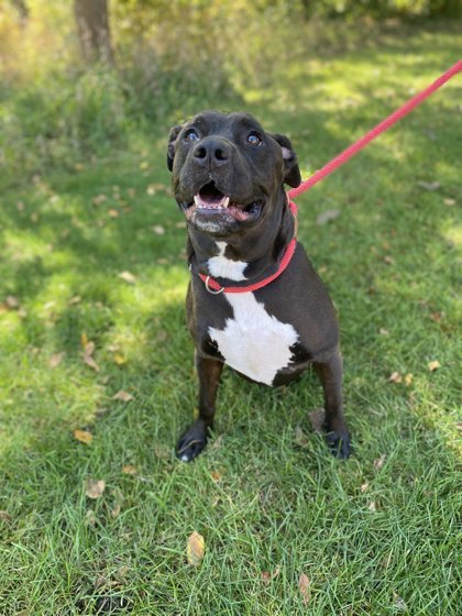 Coffee, an adoptable Pit Bull Terrier, Mixed Breed in Fergus Falls, MN, 56537 | Photo Image 1