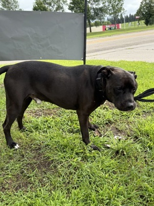 Coffee, an adoptable Pit Bull Terrier, Mixed Breed in Fergus Falls, MN, 56537 | Photo Image 2