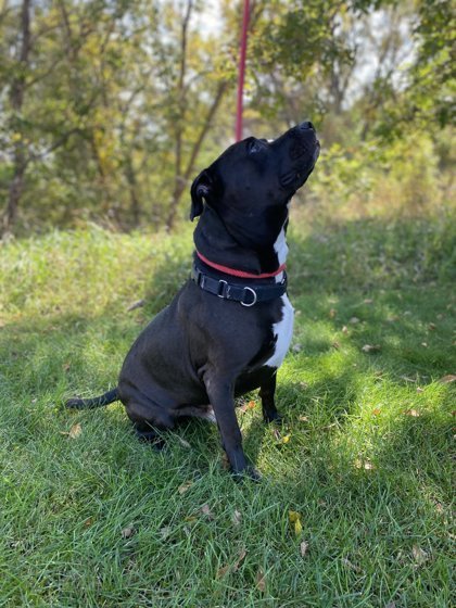 Coffee, an adoptable Pit Bull Terrier, Mixed Breed in Fergus Falls, MN, 56537 | Photo Image 2