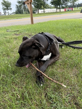 Coffee, an adoptable Pit Bull Terrier, Mixed Breed in Fergus Falls, MN, 56537 | Photo Image 3