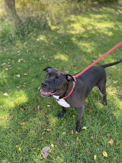 Coffee, an adoptable Pit Bull Terrier, Mixed Breed in Fergus Falls, MN, 56537 | Photo Image 3