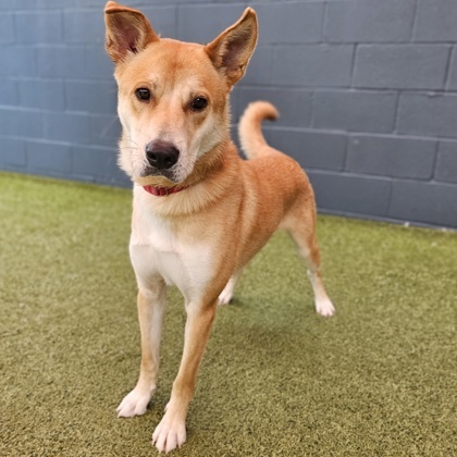 Donnie, an adoptable Jindo, Mixed Breed in Merriam, KS, 66202 | Photo Image 1