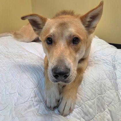 Donnie, an adoptable Jindo, Mixed Breed in Merriam, KS, 66202 | Photo Image 2
