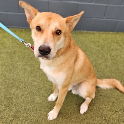 Donnie, an adoptable Jindo, Mixed Breed in Merriam, KS, 66202 | Photo Image 3