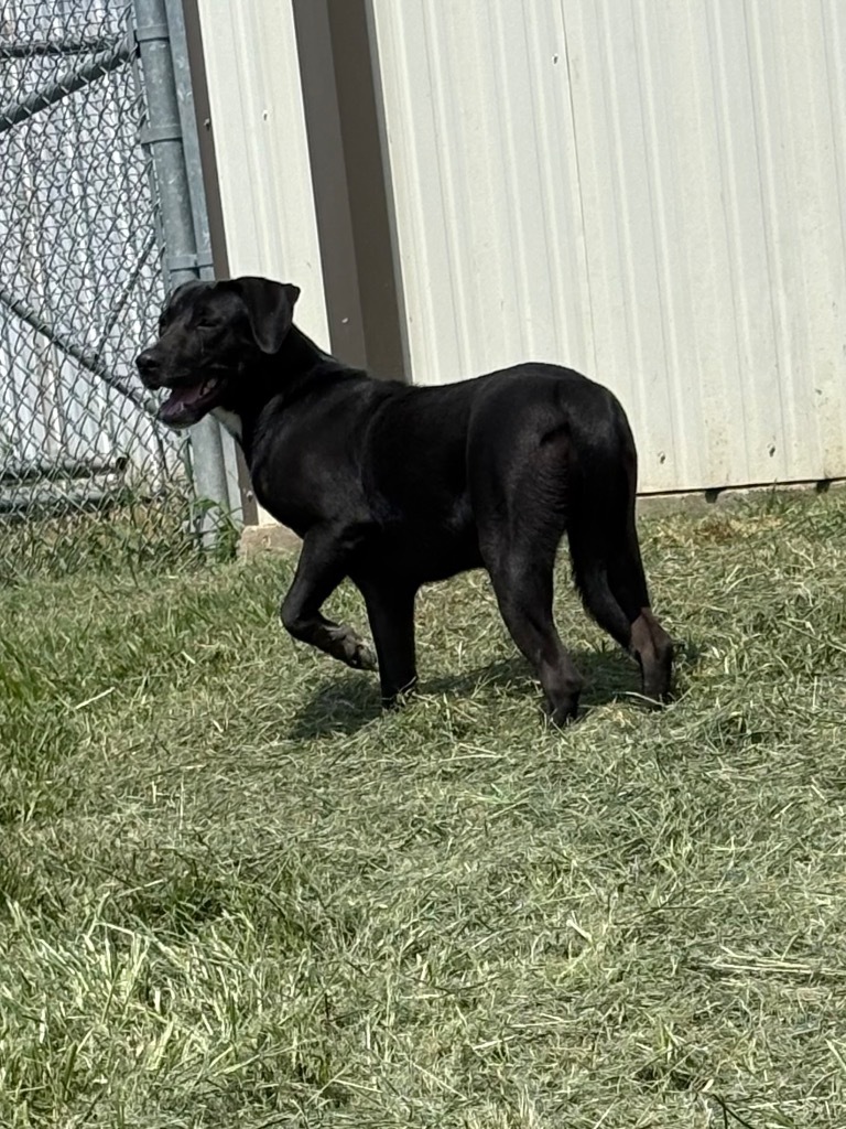 Harley