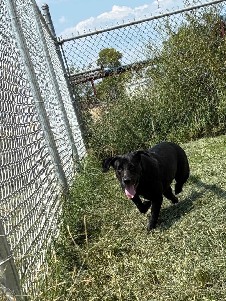 Harley