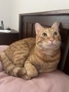 Simba photo 1