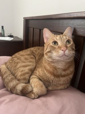 Simba, Adult Male unknown