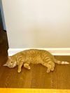Simba photo 2