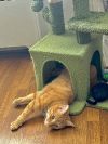 Simba photo 3