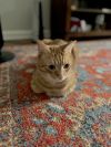 Simba photo 4