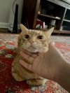 Simba photo 5