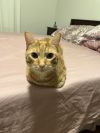 Simba photo 6