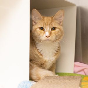 Sheryl -- Bonded Buddy With Tanya, Young Female unknown
