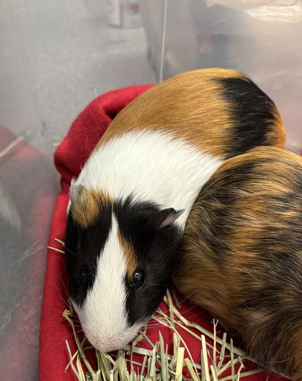 Milo *bonded With Millie*