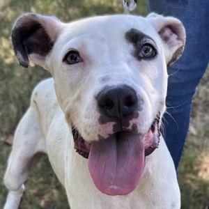 59073445, Adult Male unknown