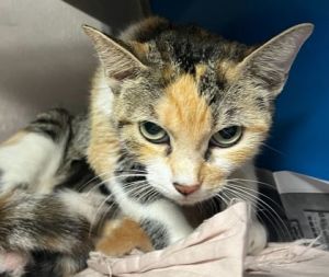 59074050, Adult Female unknown