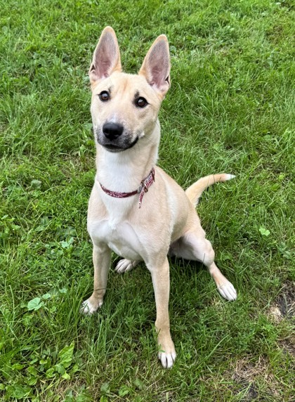 Glitter, an adoptable Shepherd, Basenji in Willmar, MN, 56201 | Photo Image 1