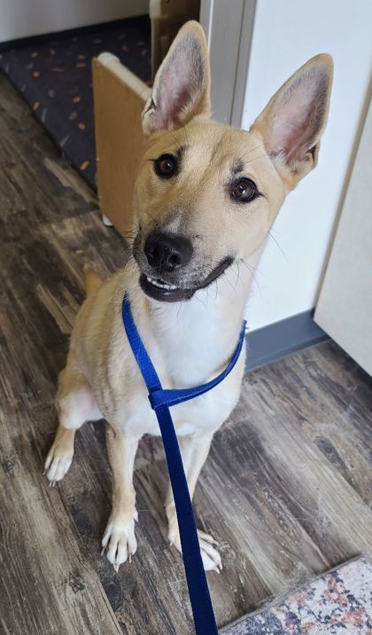 Glitter, an adoptable Shepherd, Basenji in Willmar, MN, 56201 | Photo Image 2