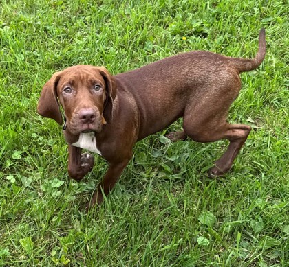 Caitlin, an adoptable Mastiff, Labrador Retriever in Willmar, MN, 56201 | Photo Image 1