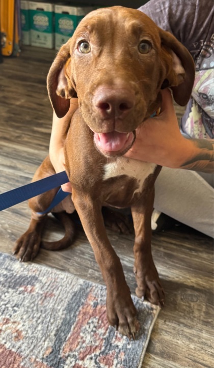 Caitlin, an adoptable Mastiff, Labrador Retriever in Willmar, MN, 56201 | Photo Image 2
