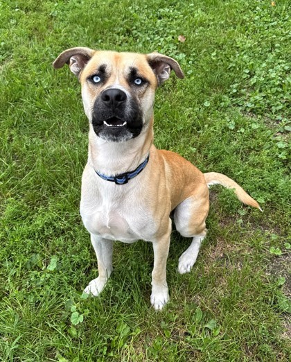 Midas, an adoptable Mastiff, Siberian Husky in Willmar, MN, 56201 | Photo Image 1