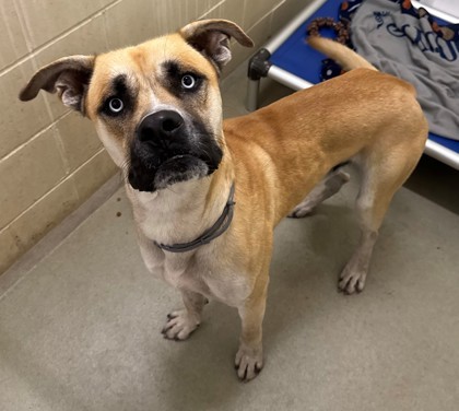 Midas, an adoptable Mastiff, Siberian Husky in Willmar, MN, 56201 | Photo Image 2