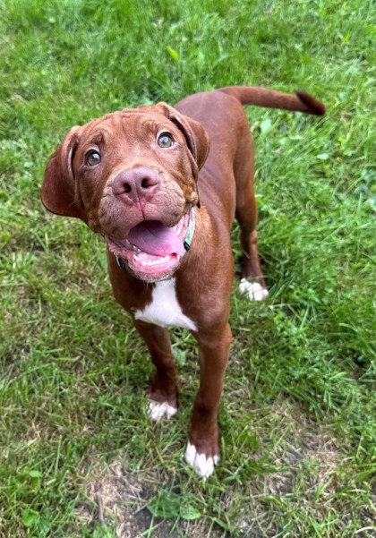 Donovan, an adoptable Mastiff, Labrador Retriever in Willmar, MN, 56201 | Photo Image 1