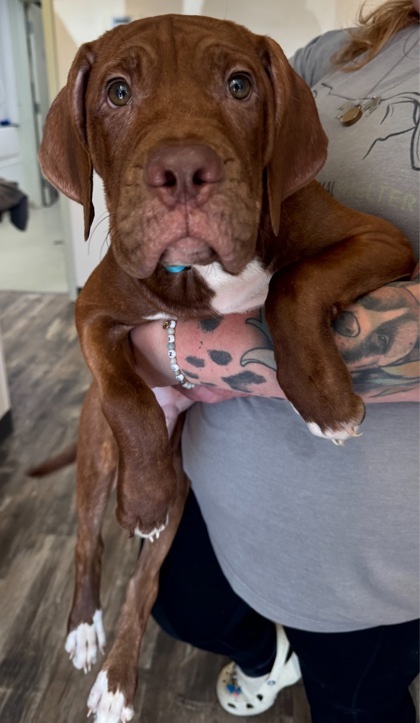 Donovan, an adoptable Mastiff, Labrador Retriever in Willmar, MN, 56201 | Photo Image 2