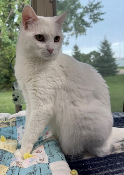 Kahlua