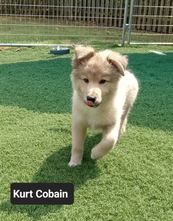 Kurt Cobain