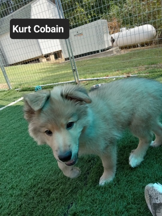 Kurt Cobain