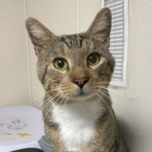 59074416, Adult Male unknown