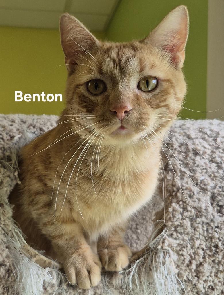 Benton