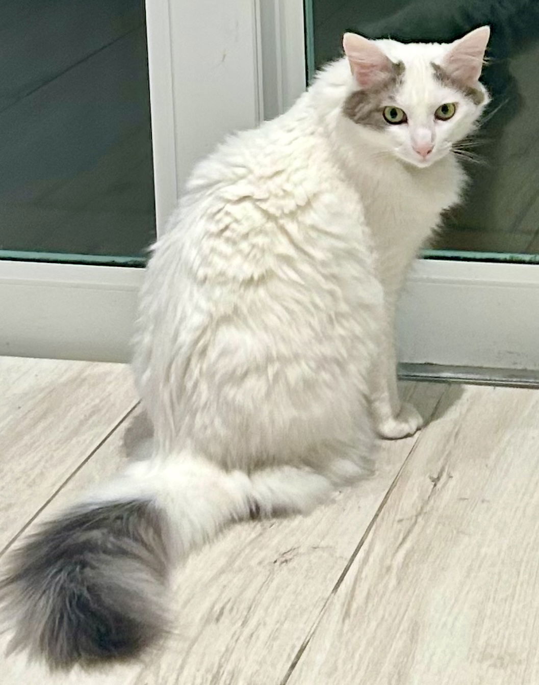 Credenza (a Tripod) *